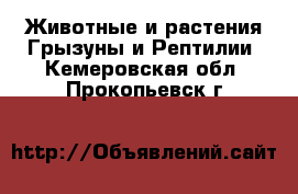 Животные и растения Грызуны и Рептилии. Кемеровская обл.,Прокопьевск г.